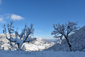 arbre sous la neige au bord de la route