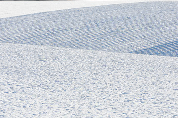champ de lavande sous la neige