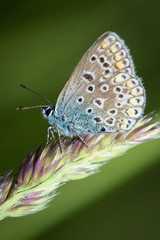 Bläulinge (Lycaenidae)