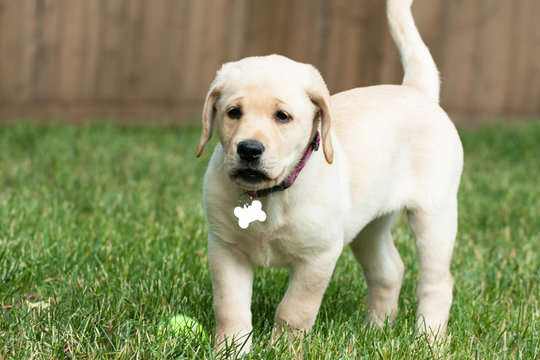 Cute Yellow Lab Puppy