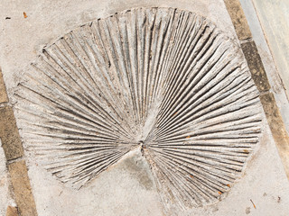 round plant leaf
