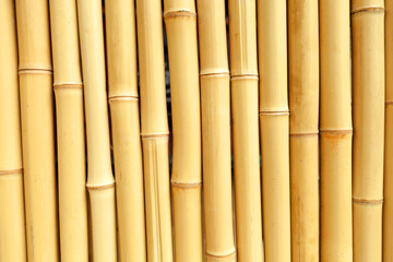 Fototapeta premium Prawdziwa Bambusowa tło tekstura