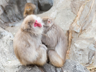 two Japanese macaques