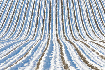 champ de lavande sous la neige