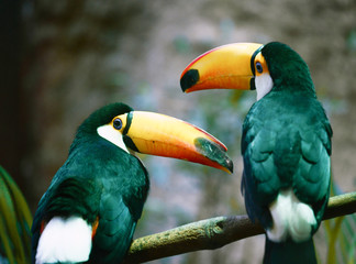 Toucan (Ramphastos toco) couple sitting on a branch © irishmaster