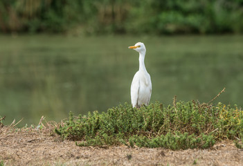 Cattle Egret 