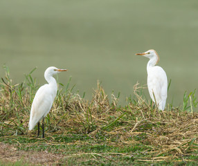 Cattle Egrets