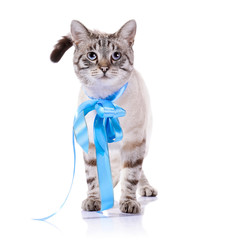 Striped cat with a blue tape.