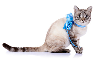 Striped cat with a blue tape.