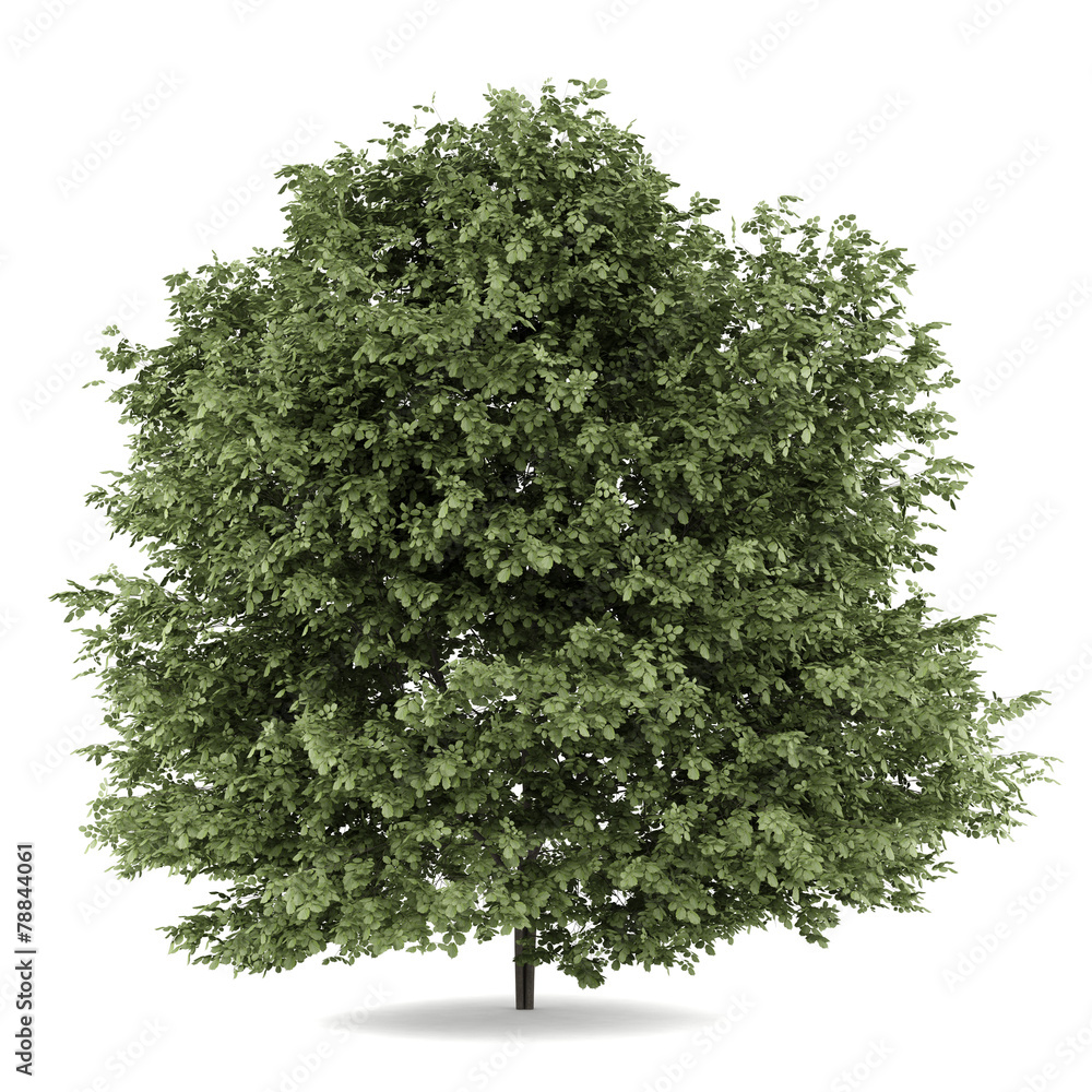 Wall mural common hazel tree isolated on white background