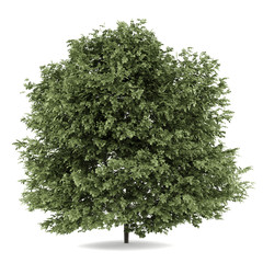 common hazel tree isolated on white background - 78844061
