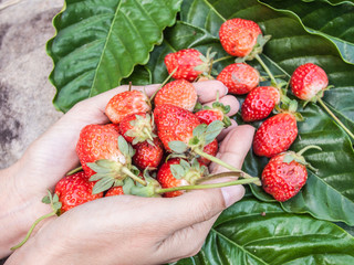 Fresh strawberries handpicked from a strawberry farm