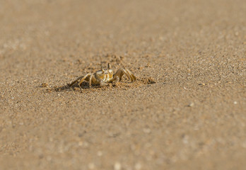 Mediterranean shore crab