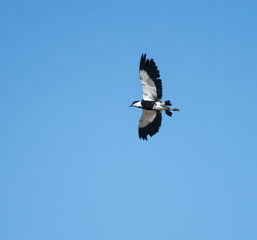 Spur-winged Lapwing in Flight on Blue Sky