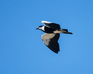 Spur-winged Lapwing in Flight on Blue Sky