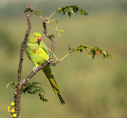 Beautiful Rose-ringed Parakeet
