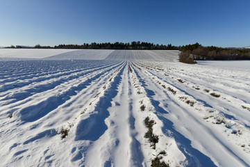 Obraz premium champ de lavande sous la neige