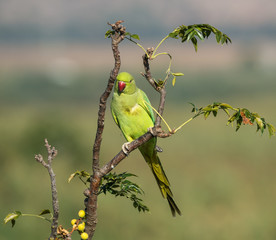 Beautiful Rose-ringed Parakeet