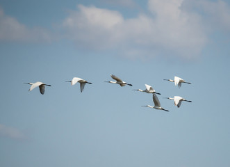 Flock of Spoonbills in Flight