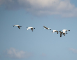 Flock of Spoonbills in Flight