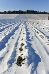 Fototapeta na wymiar champ de lavande sous la neige