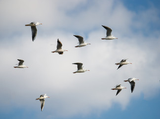 Flock of Slender-billed Gulls in Flight