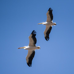 White Pelicans in flight 