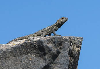 Roughtail Rock Agama Lizard 