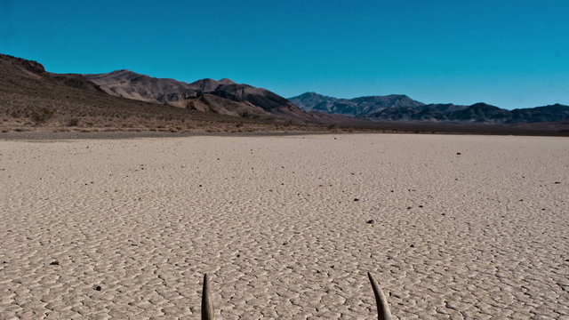 Pan of Cow Skull - Death Valley