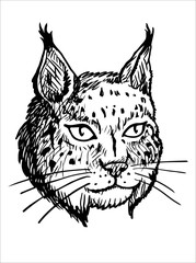 Naklejka premium Head of Lynx - Black and White Illustration