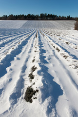Fototapeta na wymiar champ de lavande sous la neige