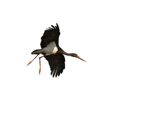 White Stork in Flight on White Background