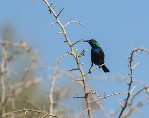 Male Sunbird 