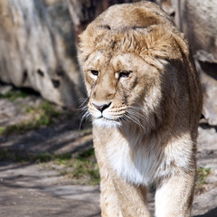 Young lion (female)