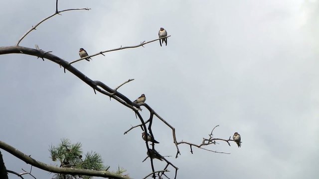 Schwalben auf Baum