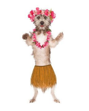 Dog Hula Dancer
