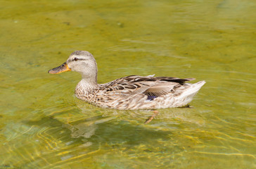 Duck swimming in the green pond closeup