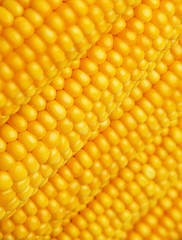 corn in detail