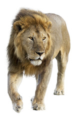 Wild free roaming male lion against white background