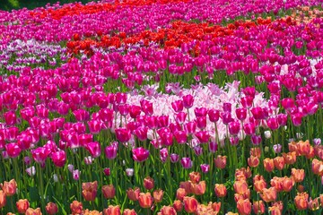 Beautiful multi color tulip flowers field