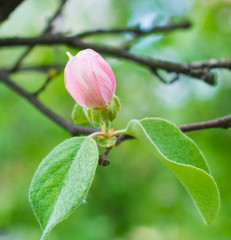 Obraz na płótnie Canvas Beautiful little apple tree flower closeup