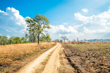 Road of Savannah Field