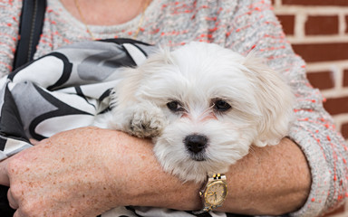 Cachorro de perro bichon maltés en brazos de mujer.