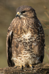 Common Buzzard