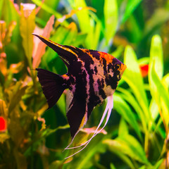 Gorgeous pterophyllum fishes in aquarium