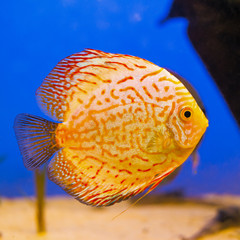Orange aquarium fish Discus on blue background with bubbles