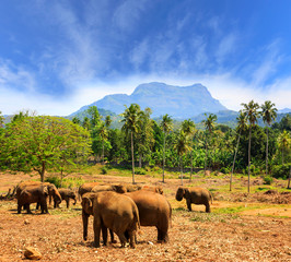 Elephants in park Pinawella on SriLanka