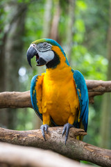 Perroquet Ara