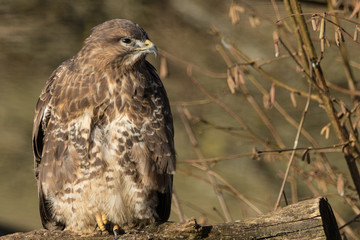 Common Buzzard