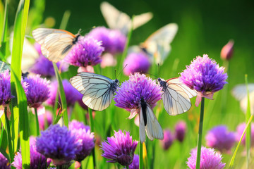 Pieris butterflies (The large white) on a chive flowers - obrazy, fototapety, plakaty